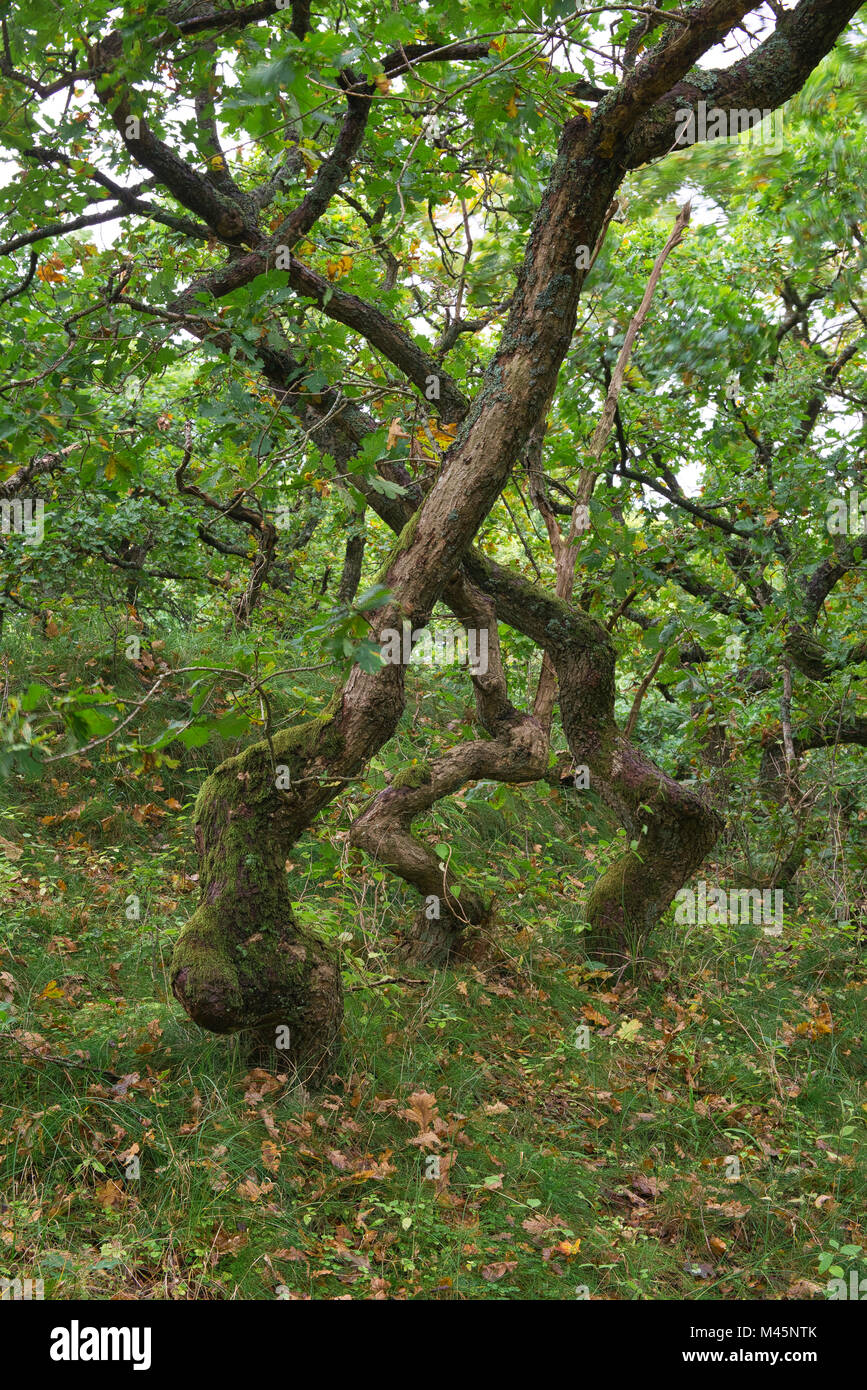 Krumme Eichen (Quercus), Naturschutzgebiet Kaergård Klitplantage, Vejers Strand, Region Syddanmark, Dänemark Stockfoto