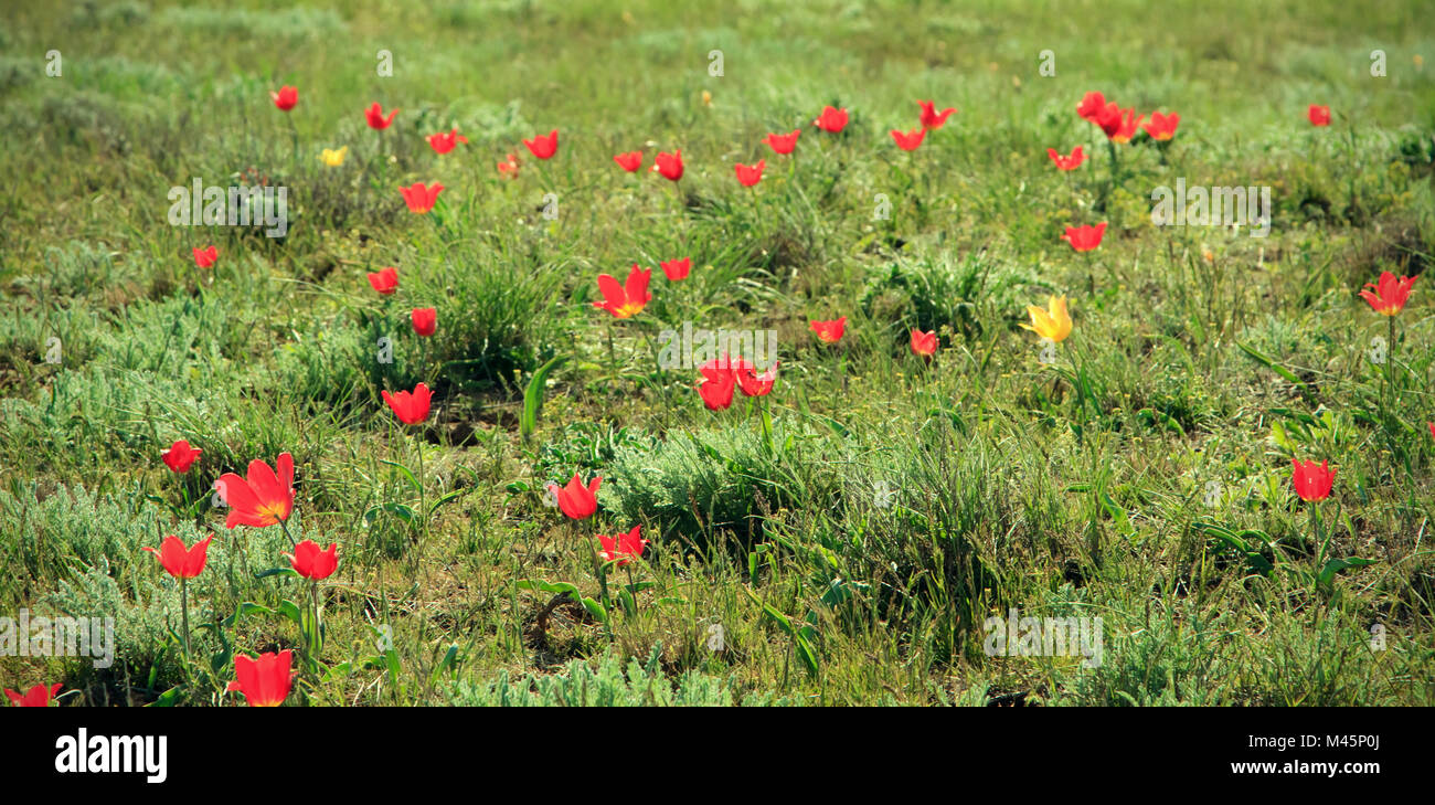 Bunte Tulpen blühen in der Wüste Stockfoto