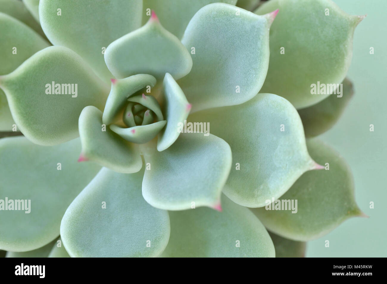 Makro von sukkulenten Pflanzen - Echeveria Stockfoto