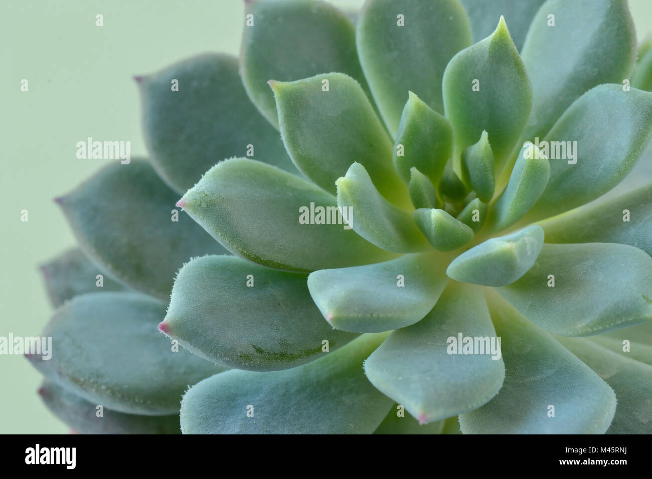 Makro von sukkulenten Pflanzen - Echeveria Stockfoto