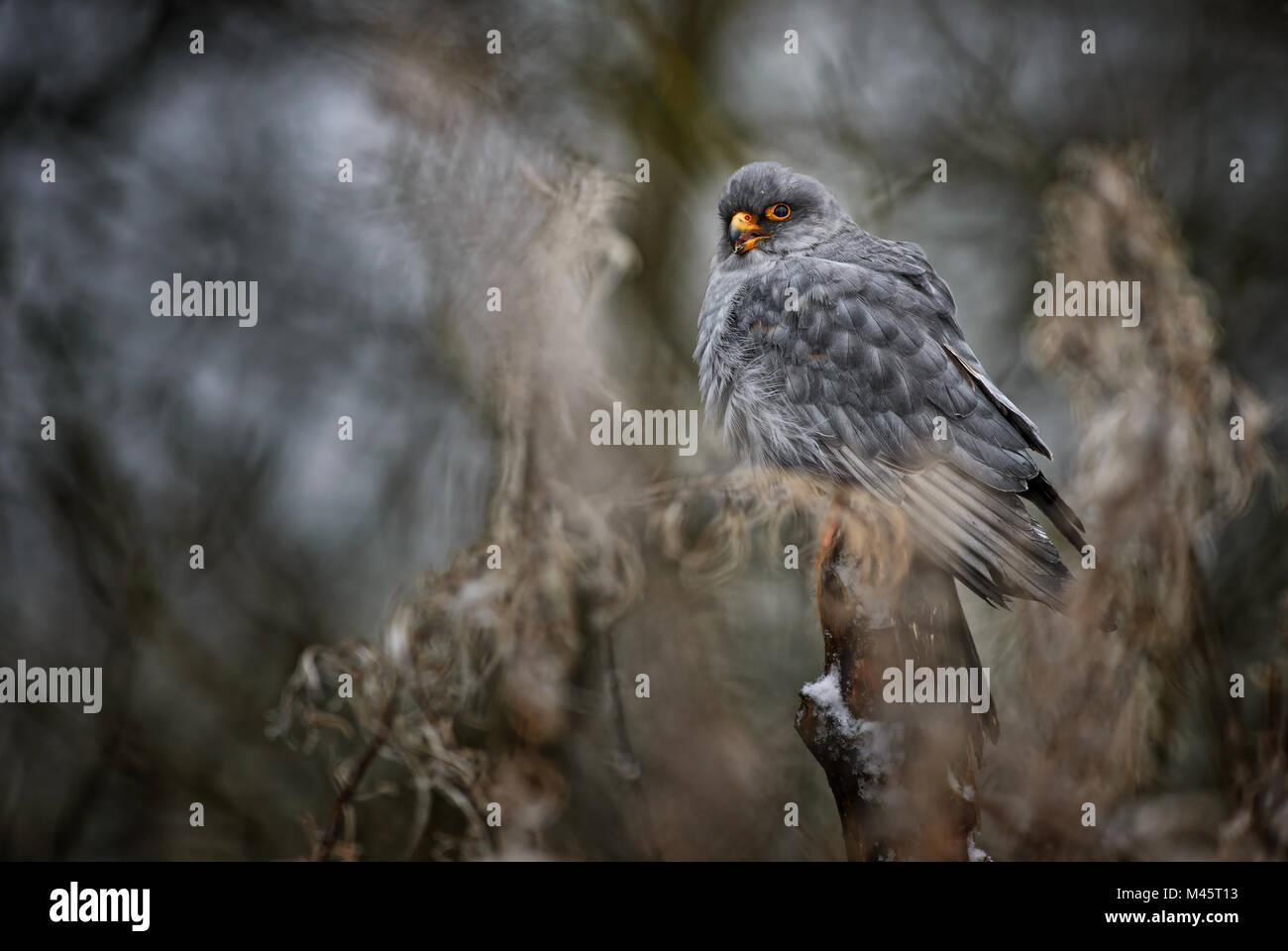 Red-footed Kestrel - Falco vespertinus, schöne Raptor aus gefrorenen Europäischen Winter Forest. Stockfoto