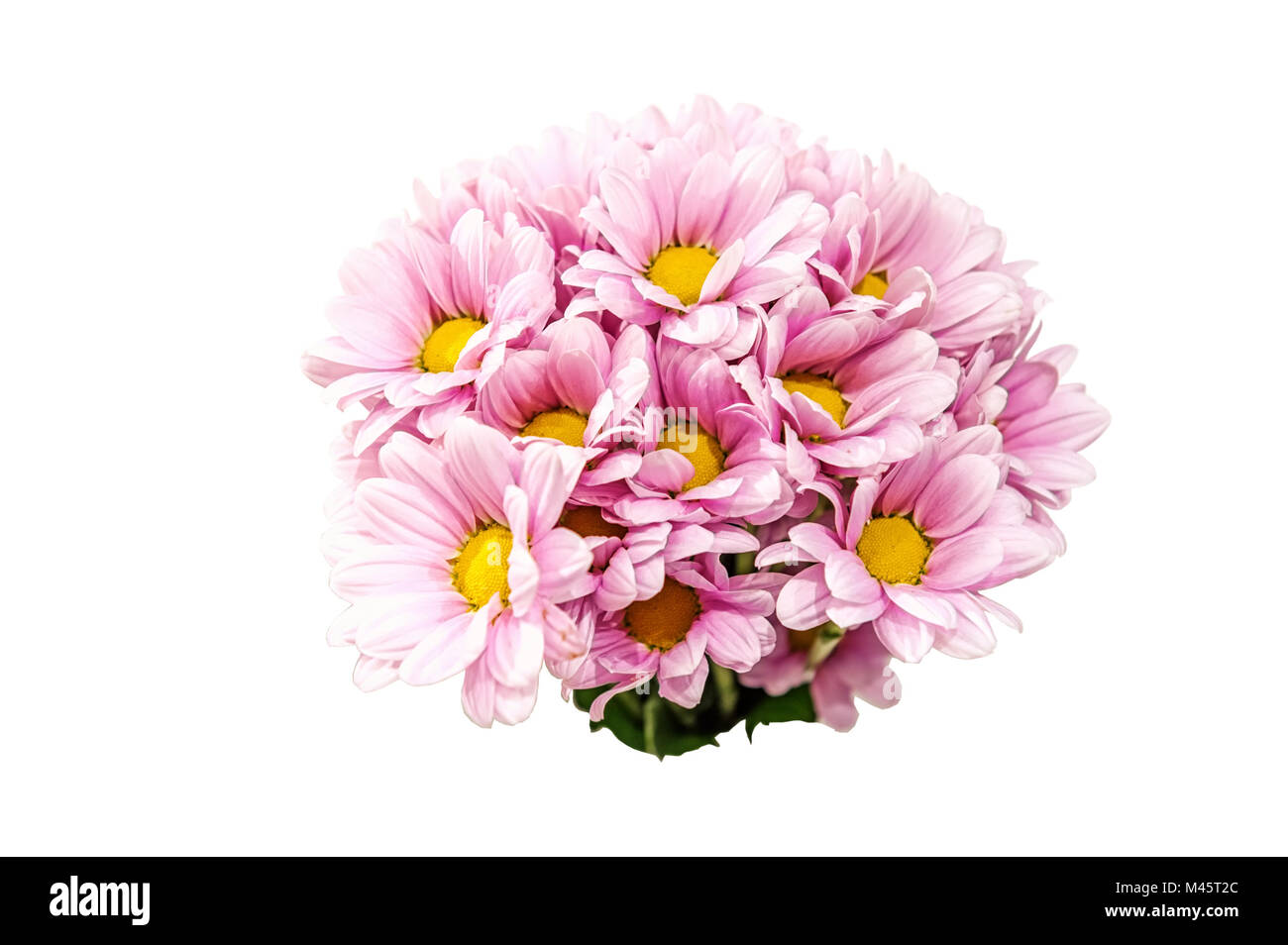 Einen kleinen Blumenstrauß aus Weiß und Rosa Chrysanthemen auf einem weißen Hintergrund. Close Up. Kopieren Sie Platz. Stockfoto