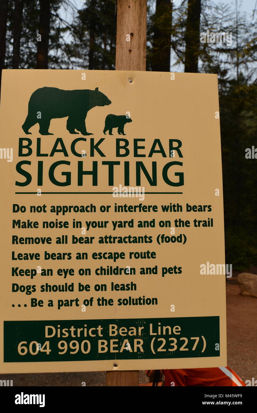 Black Bear Warnung Lynn Canyon Park, Vancouver, Kanada Stockfoto