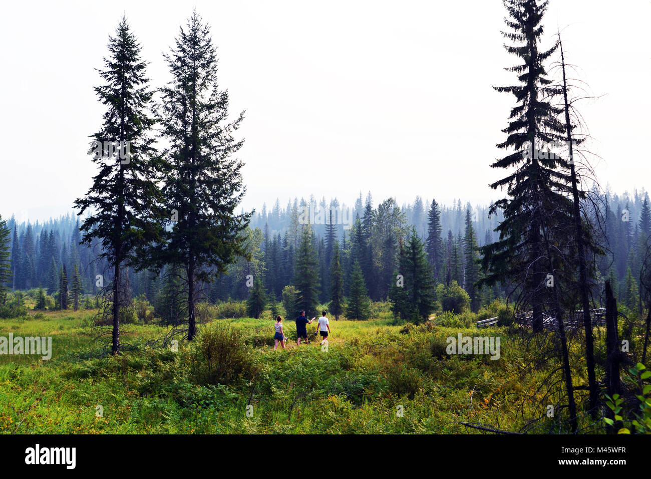 Kanadische wildnerness in Wells Gray Park, British Columbia, Kanada. Stockfoto