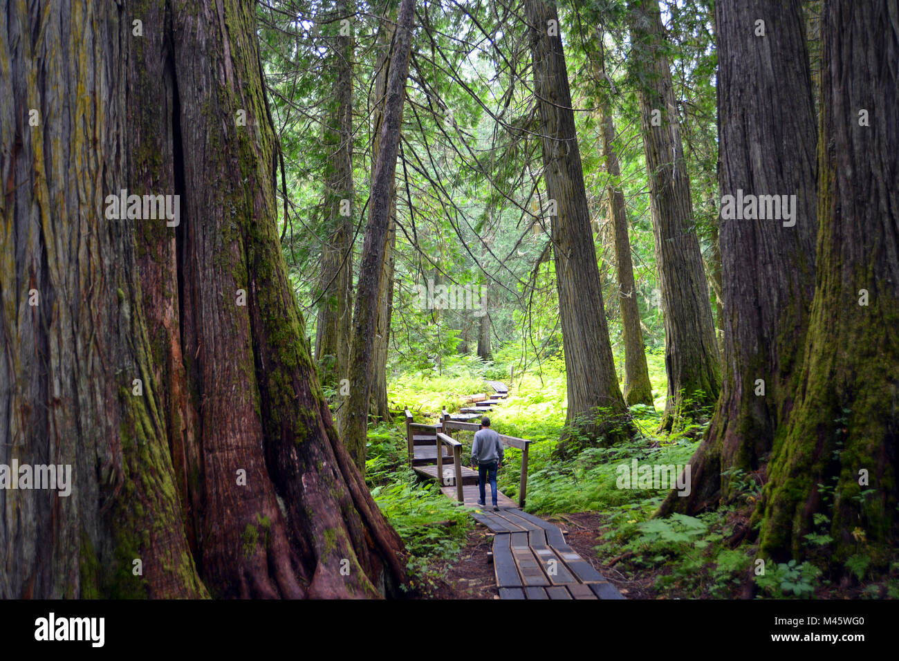 Alten Wald, Prince George, British Columbia. Stockfoto