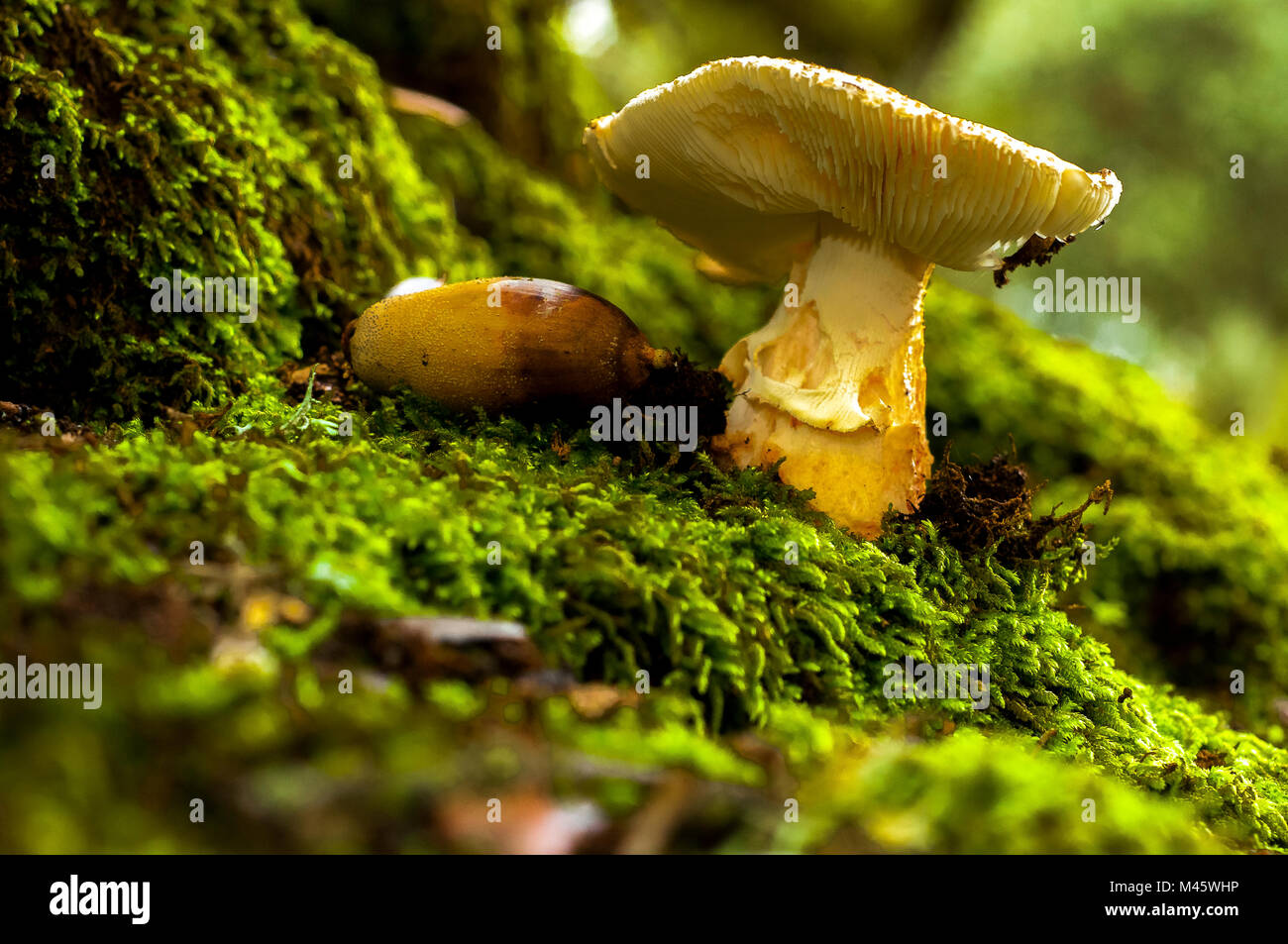 Pilzkopf, grün Teppich, Pilz Stockfoto Pilzkopf, grün Teppich, Pilz Stockfoto