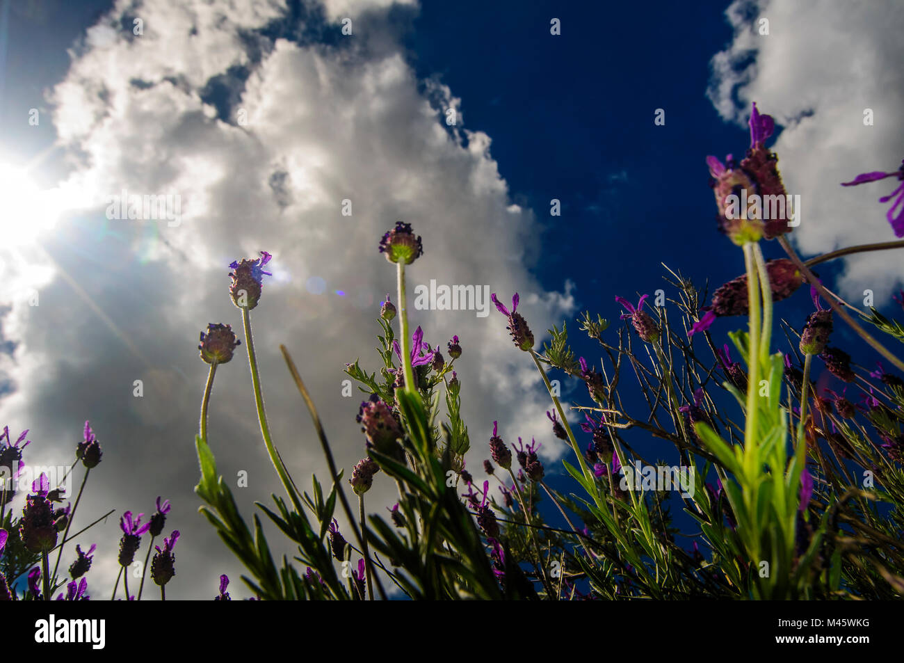 Lavendel (Cistus Ladanifer) Stockfoto