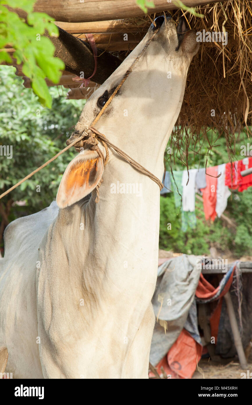 Örtliche Tierzucht Kuh essen Heu und Stroh in Bagan Myanmar Stockfoto