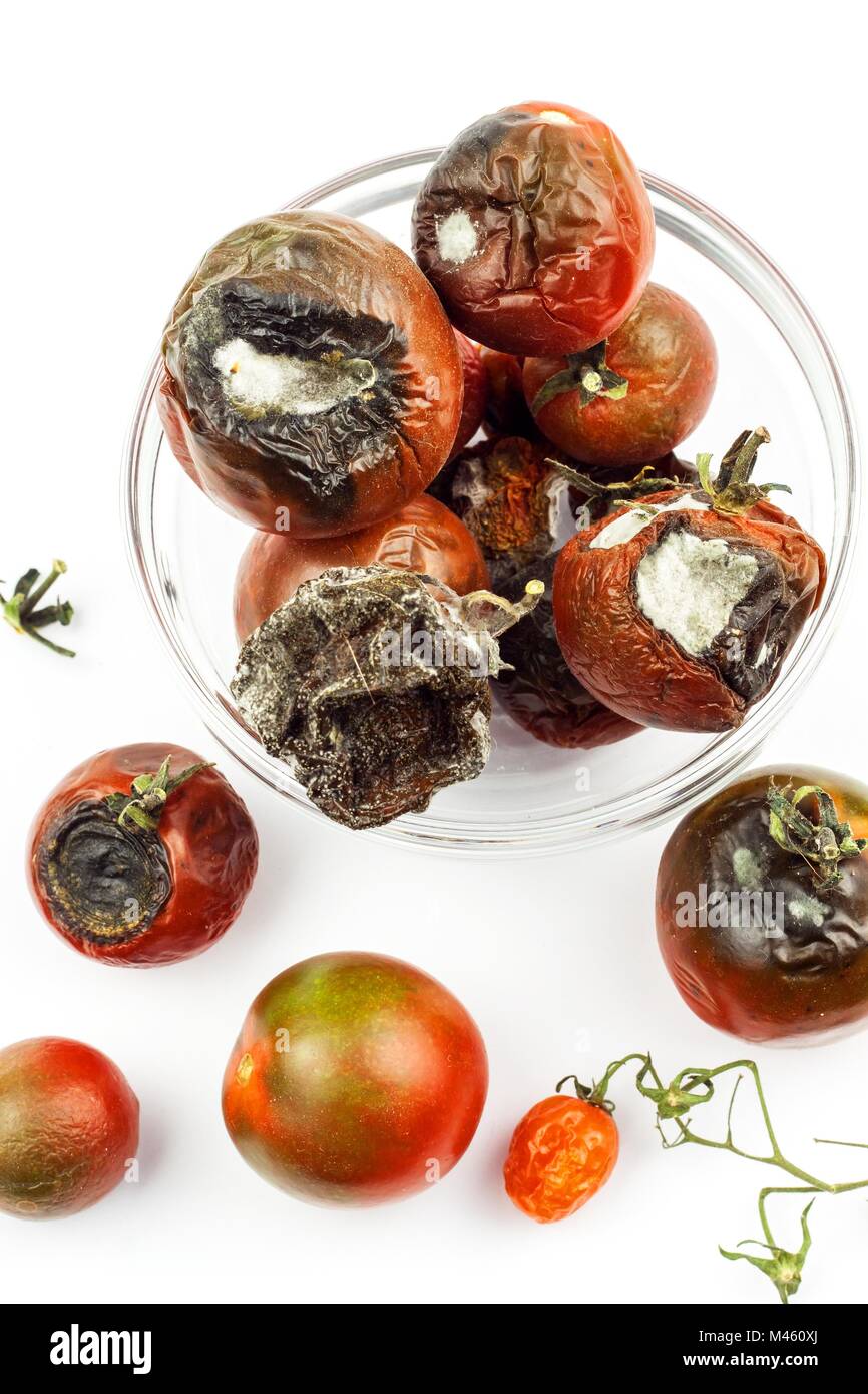 Verschimmelte Tomaten in eine Glasschüssel auf einem weißen Hintergrund. Ungesunde Lebensmittel. Schlechte Lagerung von Gemüse. Schimmel auf Lebensmitteln Stockfoto
