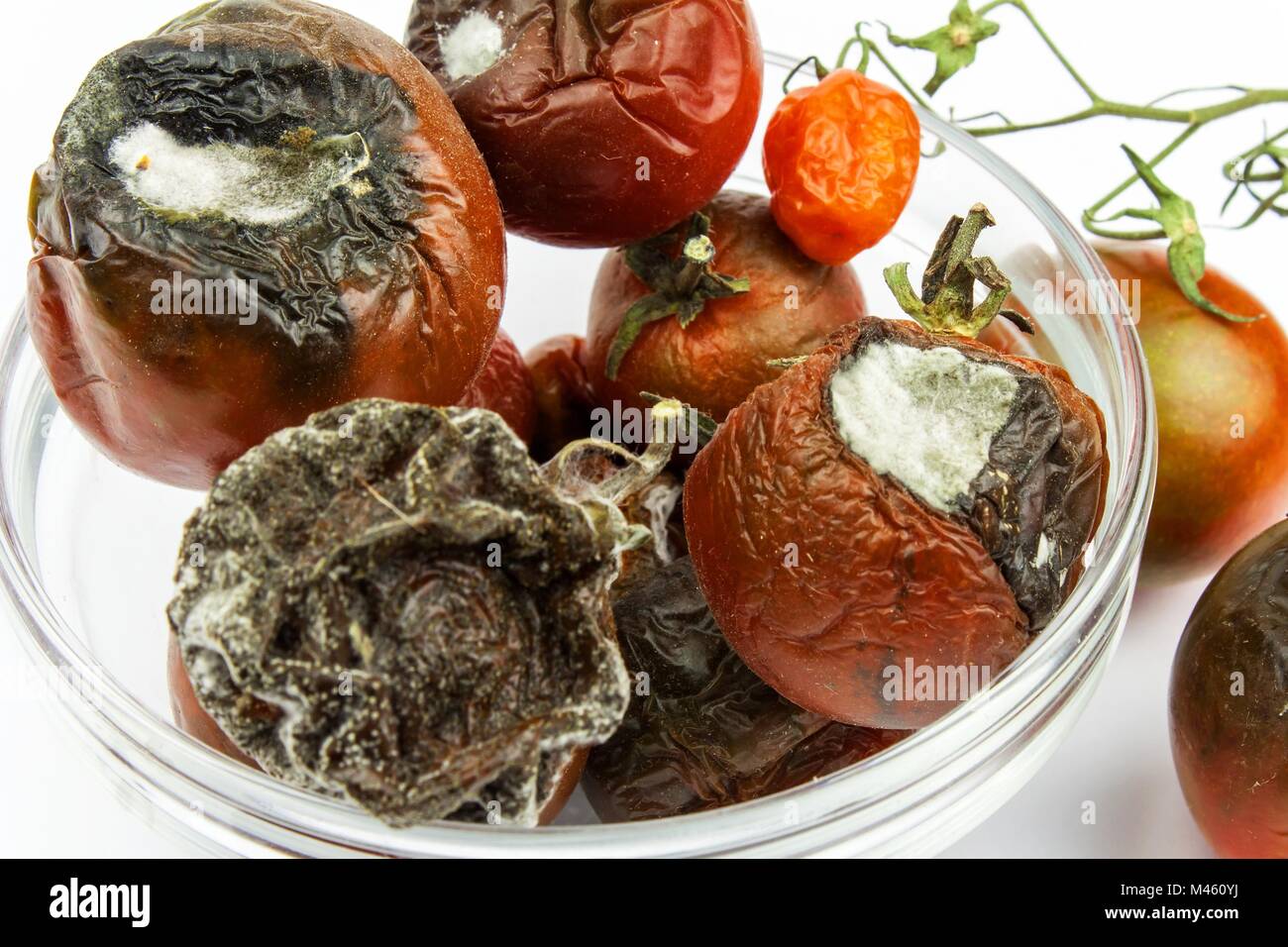 Verdorbenes Essen Gegessen Was Tun