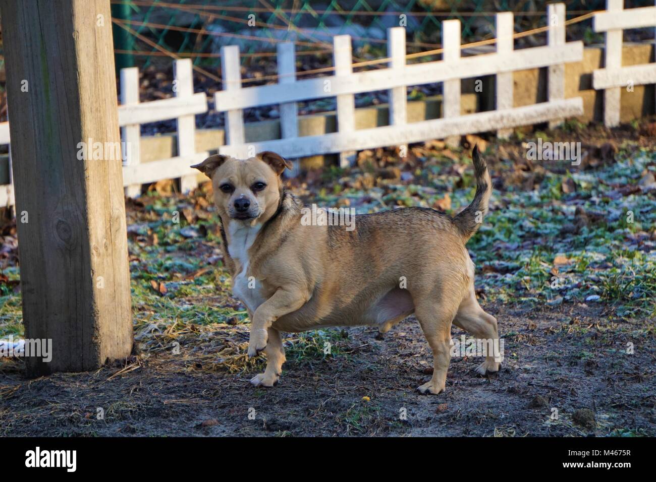 Chihuahua Mix im Hinterhof Stockfoto