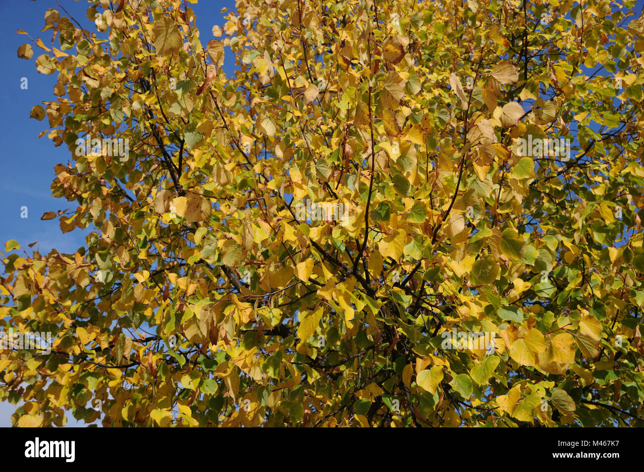 Tilia platyphyllos, großblättrige Linde, Blätter im Herbst Stockfoto