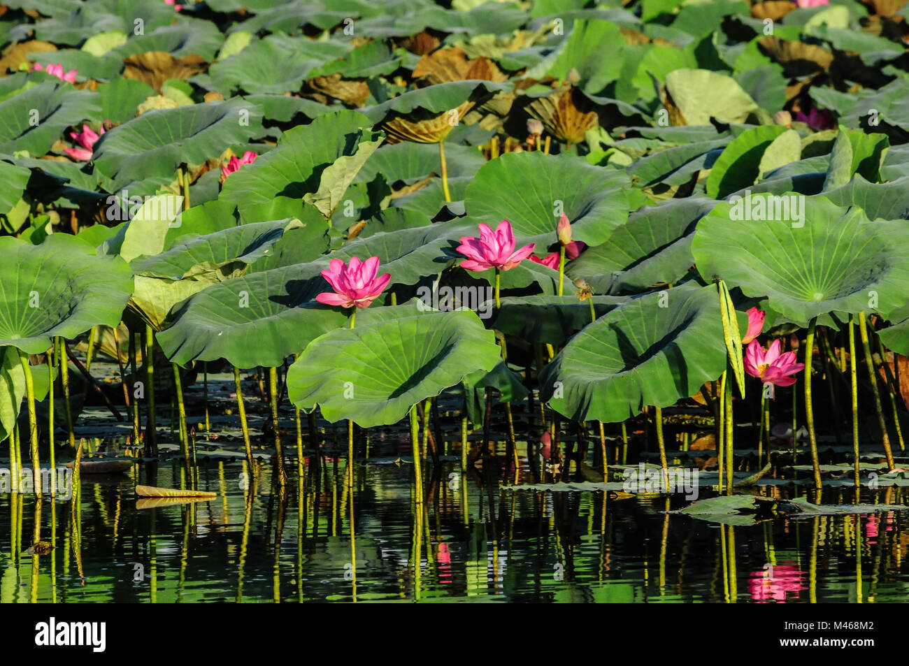 Pink Lotus Blumen im Yellow Water Billabong der Feuchtgebiete, die Teil der South Alligator River floodplain, Northern Territory, Australien Stockfoto