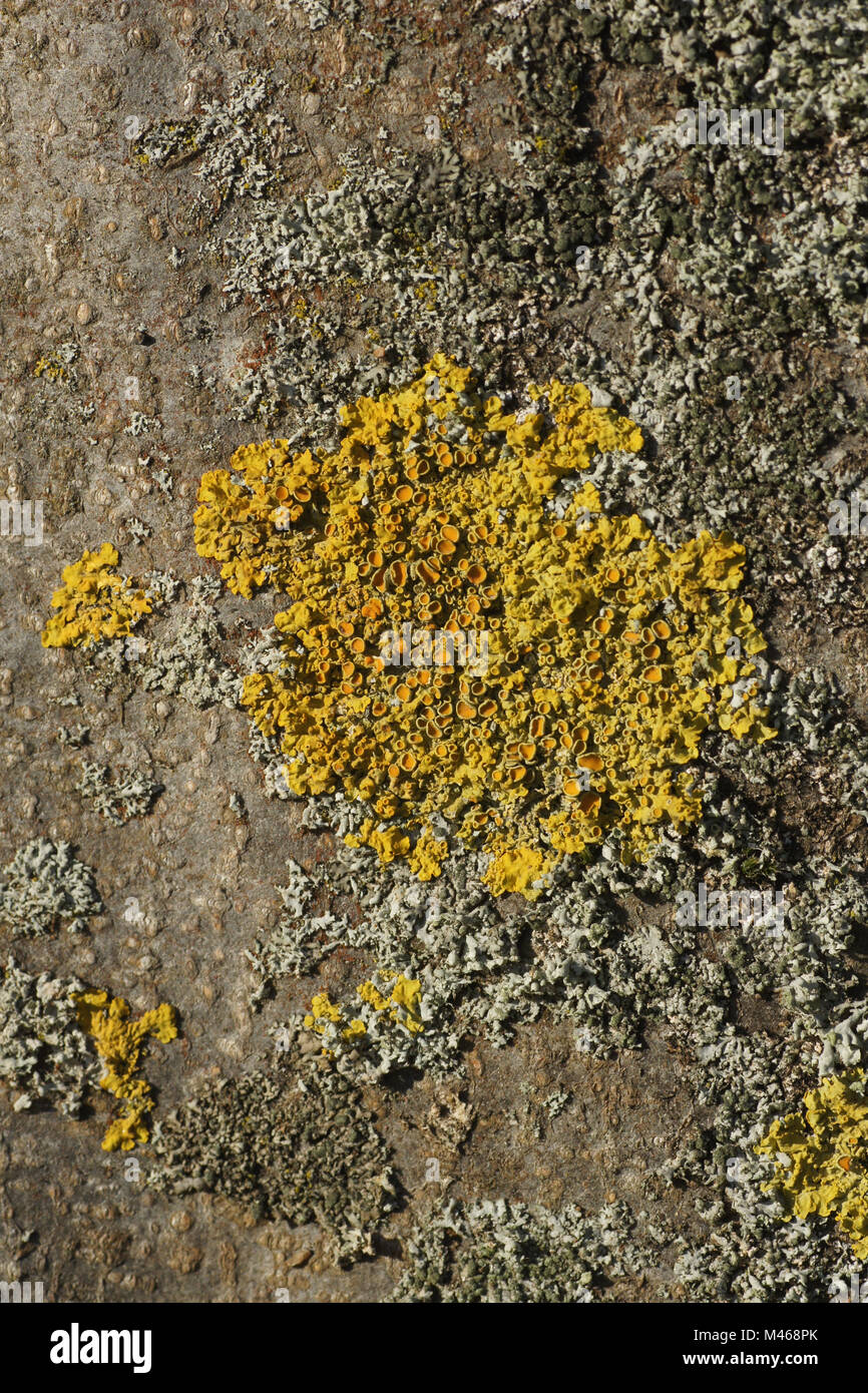 Xanthoria parietina, Gemeinsame orange Flechten, auf Buche Stockfoto