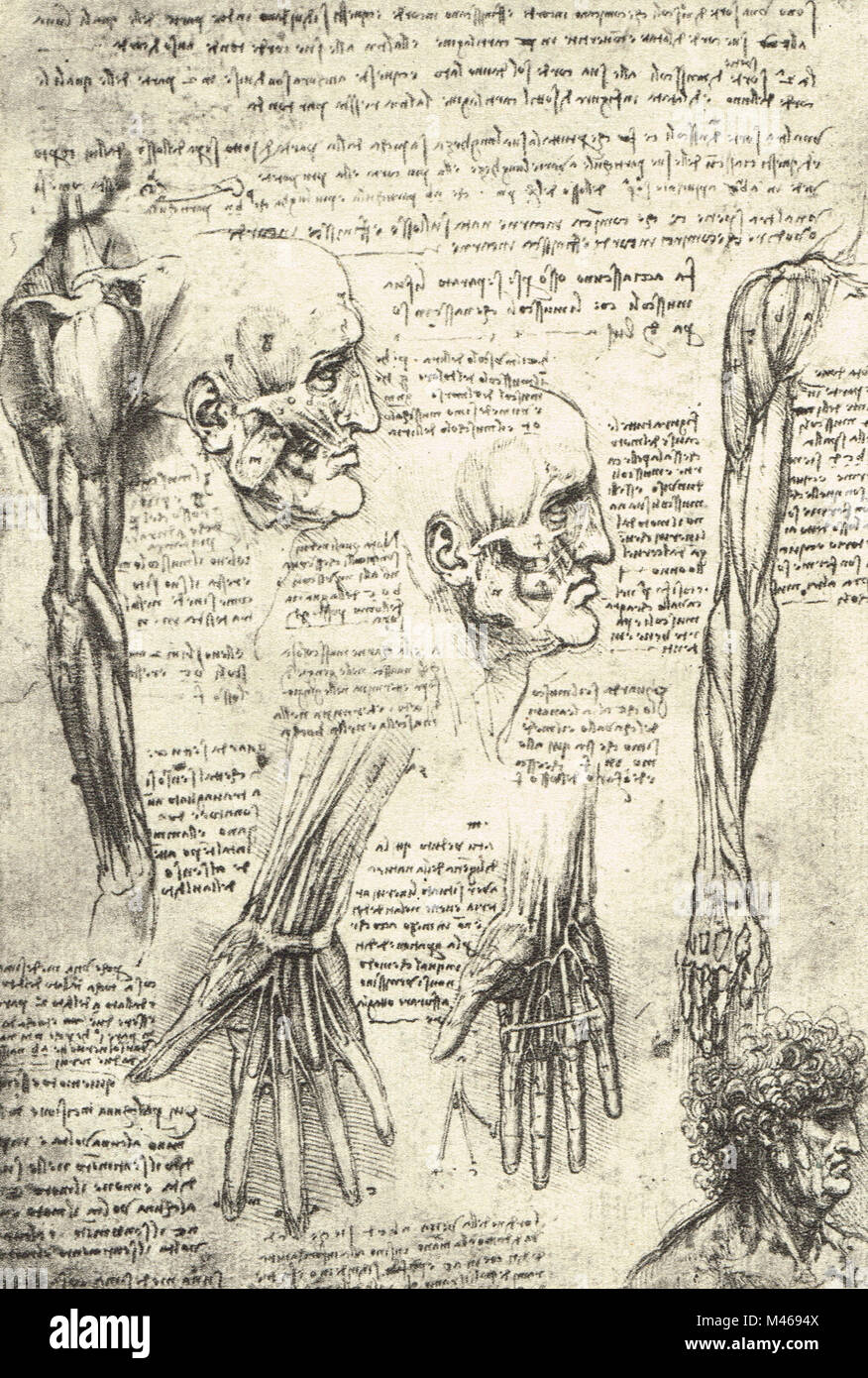 Anatomische Zeichnung, Studien über die Muskeln des Gesichts und der Arm, von Leonardo Da Vinci, 1510 gezeichnet Stockfoto