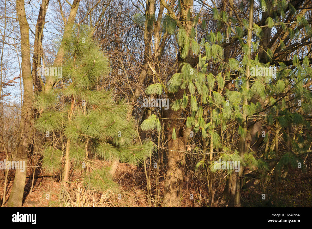 Pondrosa Pinus ponderosa Kiefern, Pinus wallichiana, Himalayan pine Stockfoto