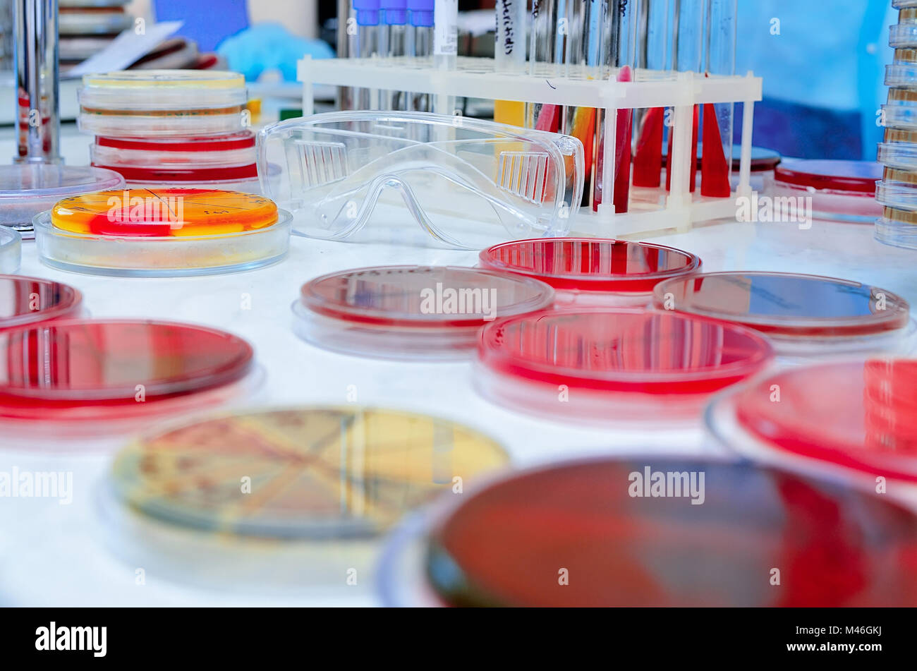 Petrischale. Mikrobiologische Labor. Schimmel und Pilzbefall Kulturen. Bakterielle Forschung Stockfoto