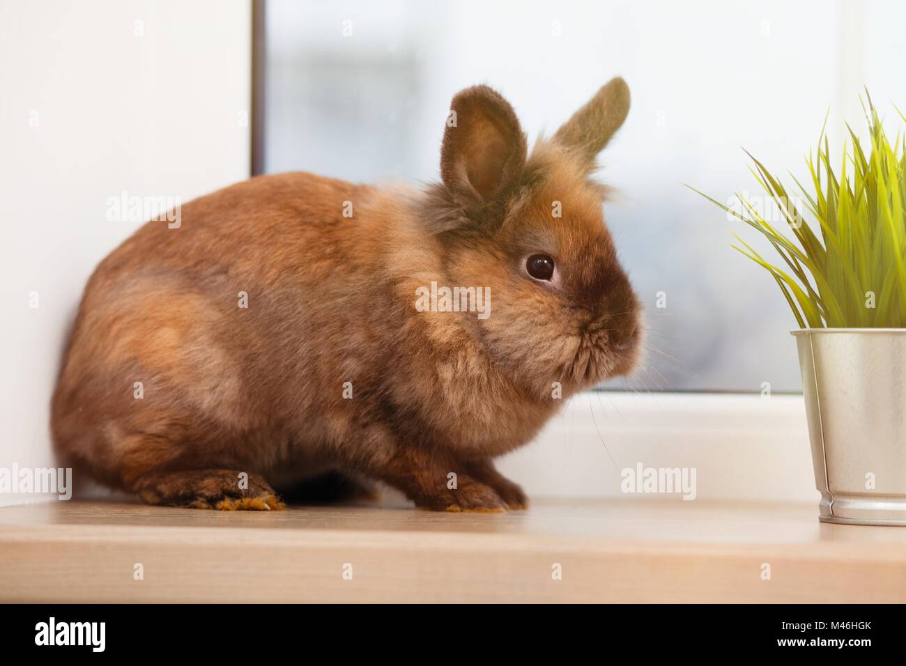 Cute braun Kaninchen Stockfoto