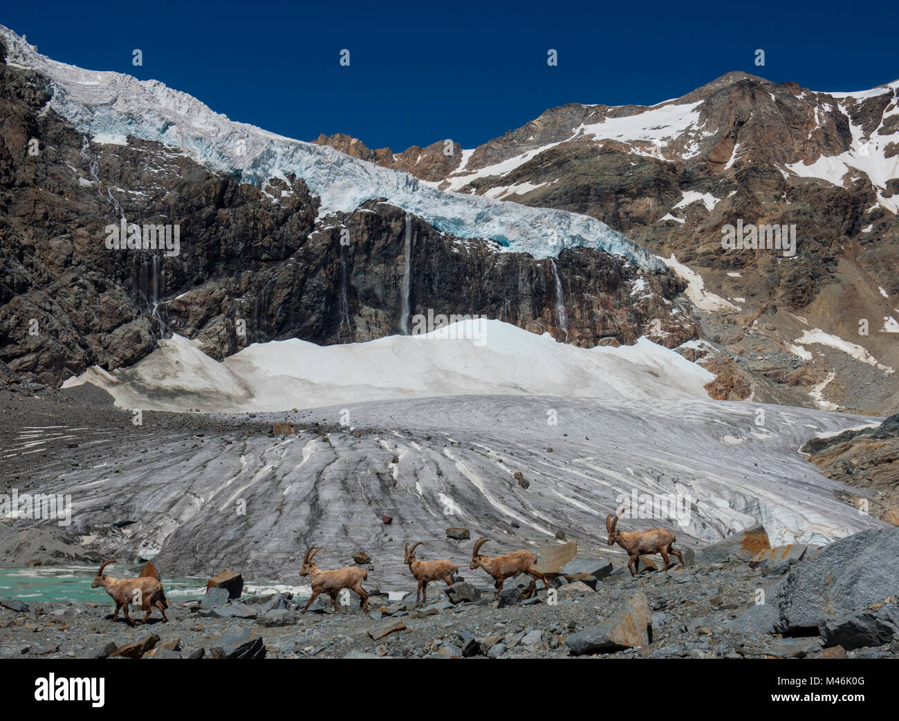 Herde Steinböcke zu Fuß an der Vorderseite des Fellaria Gletscher, Sondrio Provinz, Lombardei, Italien, Alpen, Europa Stockfoto