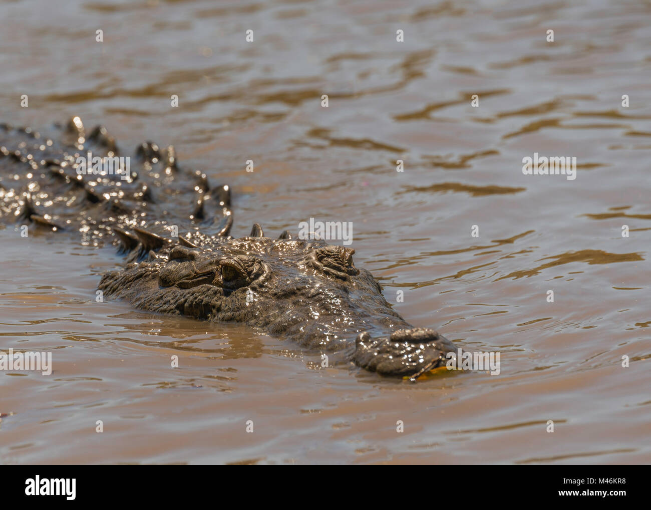 In den trüben Gewässern der Tempisque River in Costa Rica, ein Krokodil schwimmt langsam neben einem Boot. Stockfoto