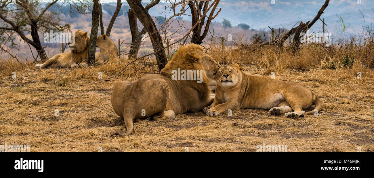 Lion Familie entspannen in der Mittagshitze Stockfoto