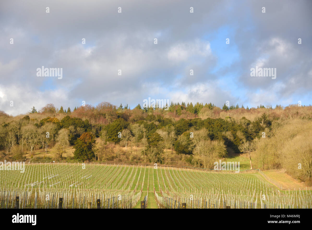 Albury Weinberg Januar 2018 Stockfoto