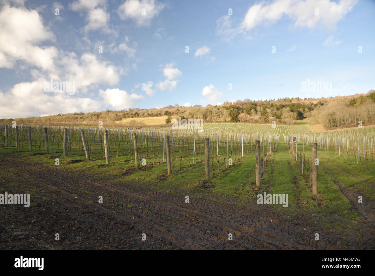 Albury Weinberg Januar 2018 Stockfoto