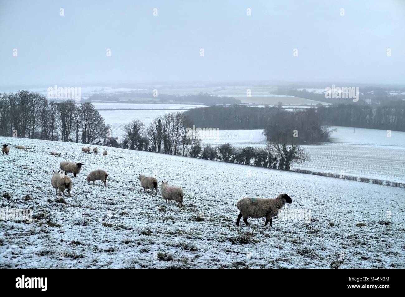 Schafe im Schnee, Sussex Stockfoto