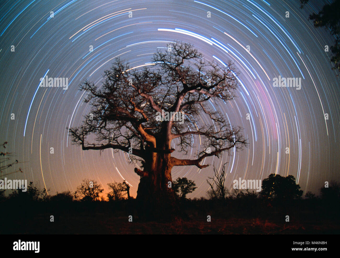 Simbabwe. In der Nähe von Victoria Falls. Zambezi River. Baobab Baum. In der Nacht. Verschieben von Sternen. Lange Belichtung. Stockfoto
