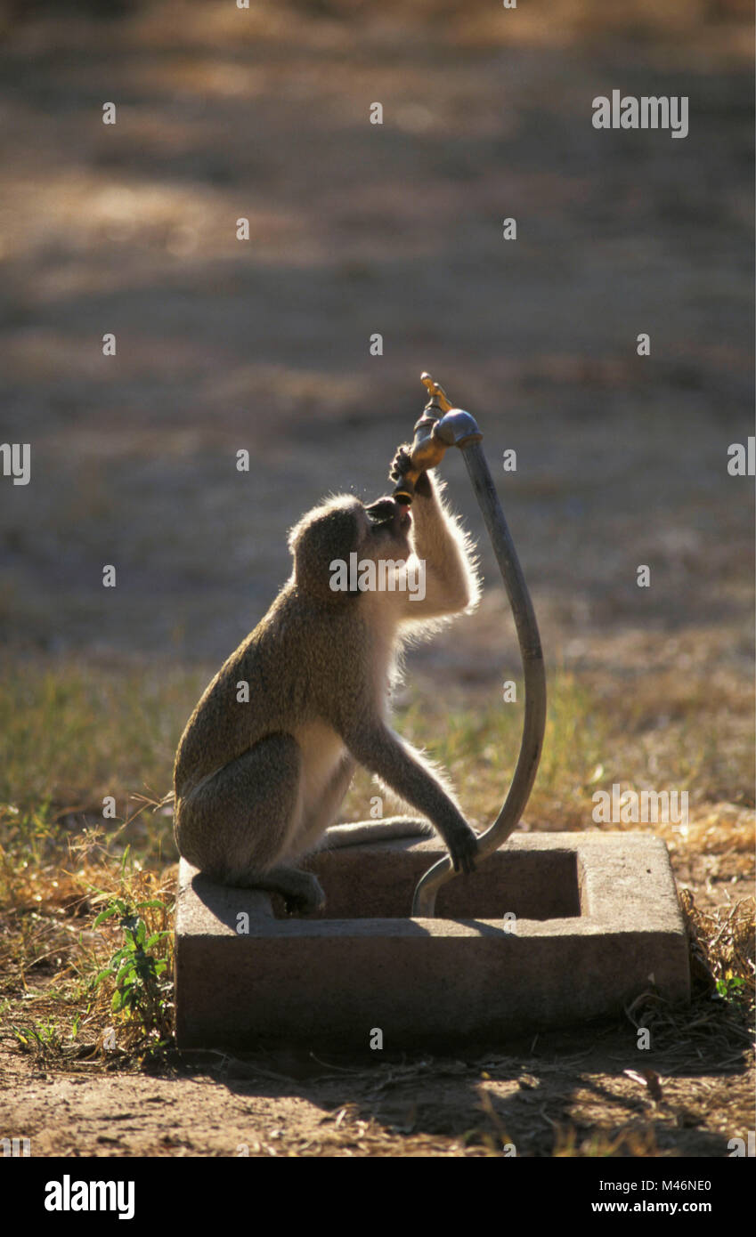 Simbabwe. In der Nähe von Victoria Falls. Camping. Meerkatze (Cercopithecus aethiops) trinken. Stockfoto
