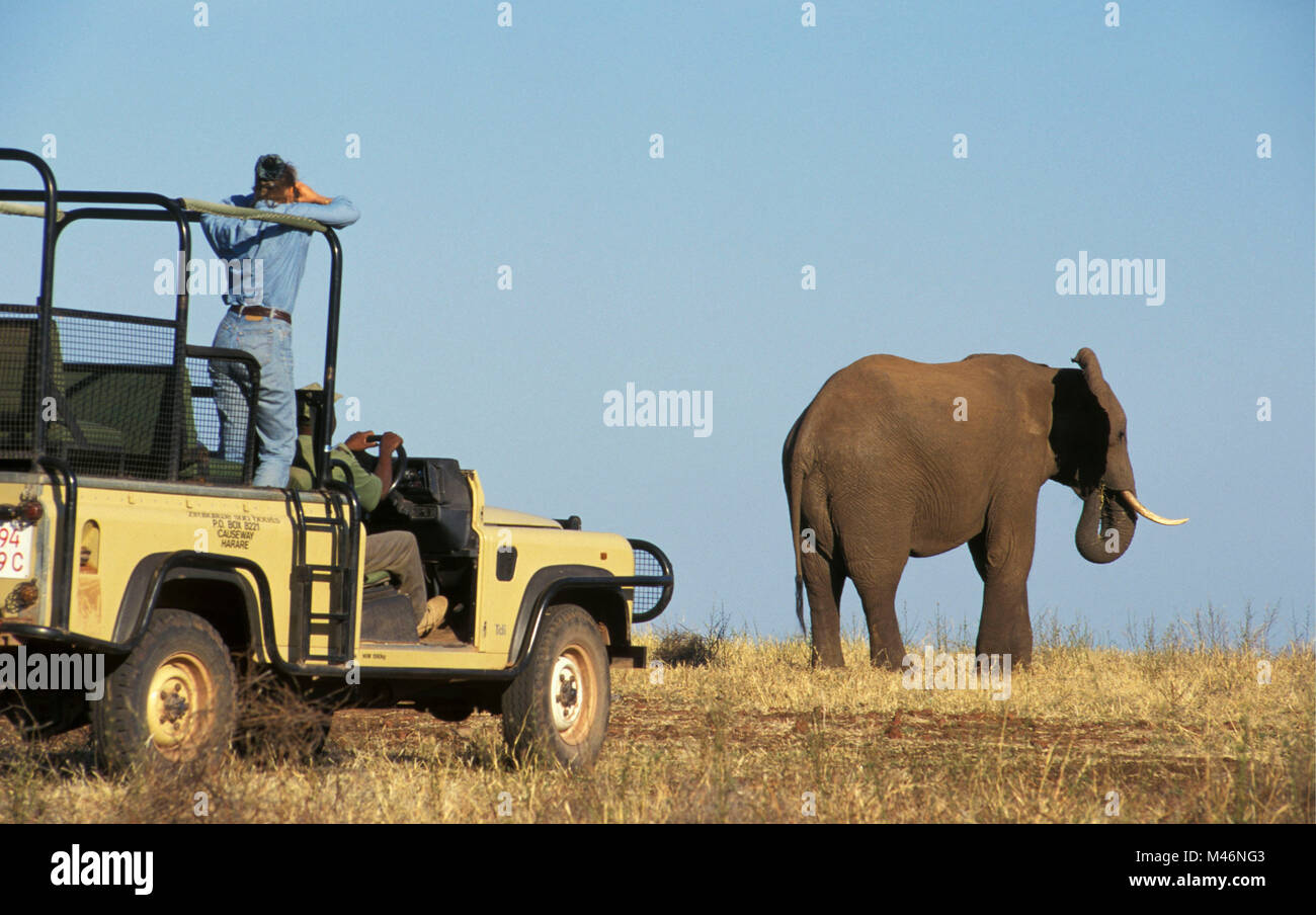Simbabwe. In der Nähe von Kariba. Tourist. Frau. 4x4 Auto. Elefant. Stockfoto