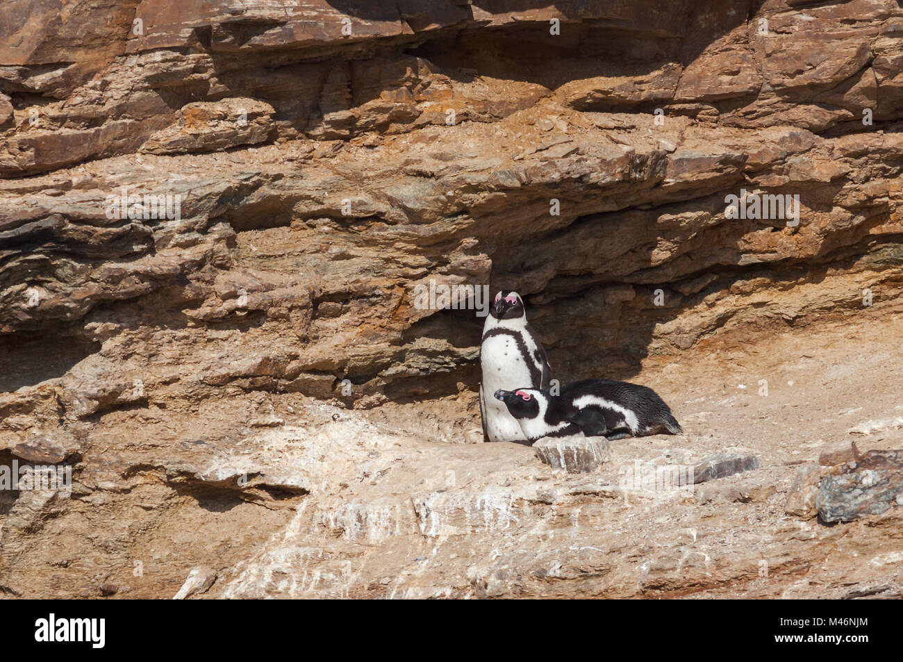 Ein paar der Zucht der afrikanischen Pinguine namibia Afrika Stockfoto