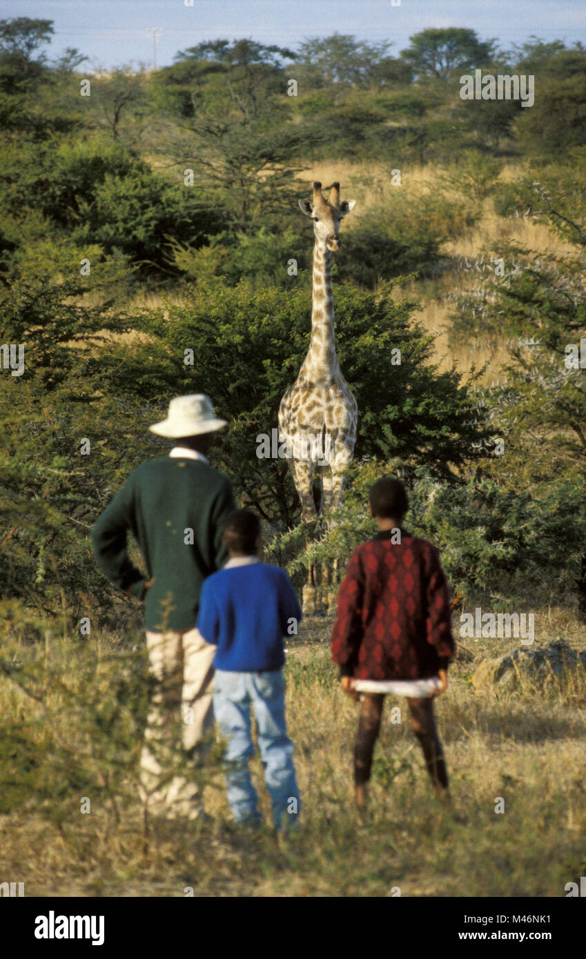 Simbabwe. In der Nähe von Bulawayo. Giraffe. Mann, Junge und Mädchen. Stockfoto