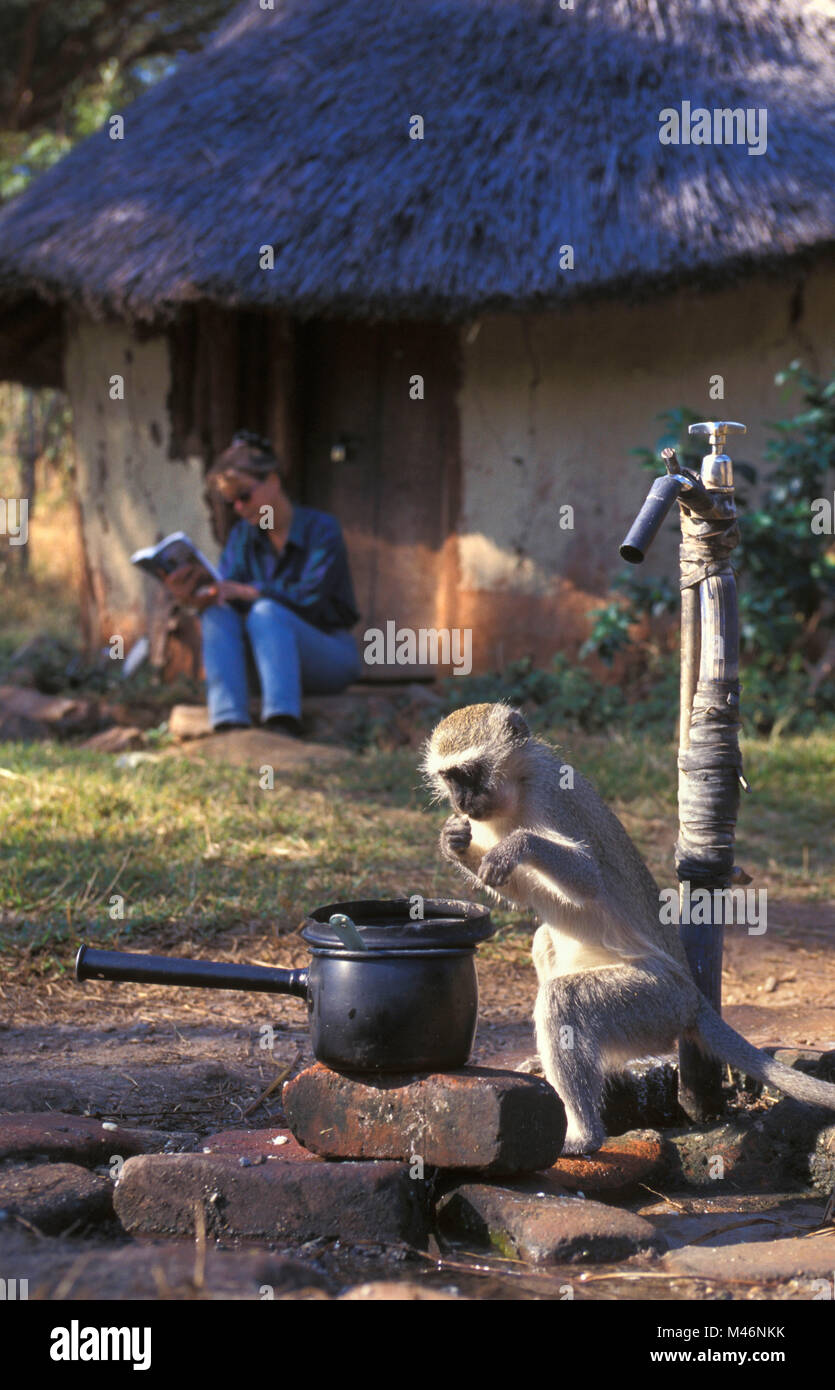 Simbabwe. Mavuradonna Wilderness Area. Frau rbeim Lesen der. Meerkatze (Cercopithecus aethiops) Essen vom Topf. Stockfoto