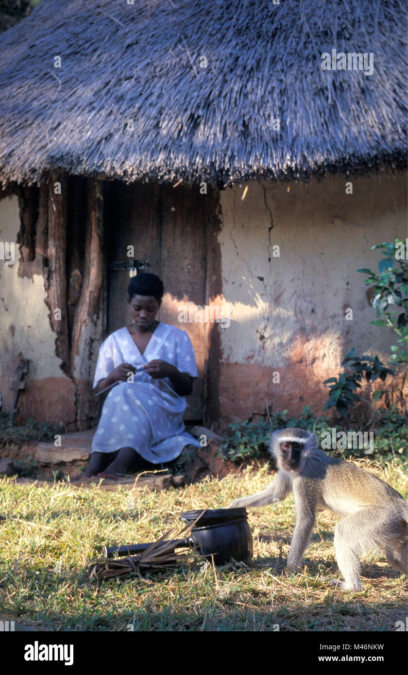 Simbabwe. Mavuradonna Wilderness Area. Frau rbeim Lesen der. Meerkatze (Cercopithecus aethiops) Essen vom Topf. Stockfoto