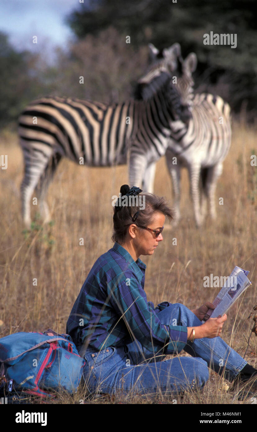 Simbabwe. In der Nähe von Harare. Zebra. Touristen entspannen. Stockfoto