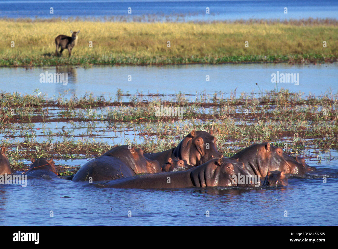 Simbabwe. Lake Kariba. Flusspferde und Wasserböcke. Stockfoto