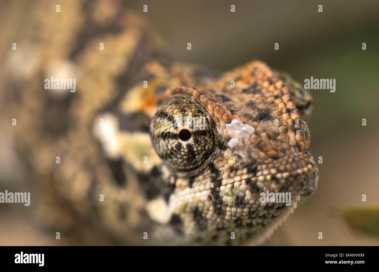 Namibia. Namib Wüste. Sossusvlei. Flap-necked Chameleon (chamaeleo dilepis). Stockfoto