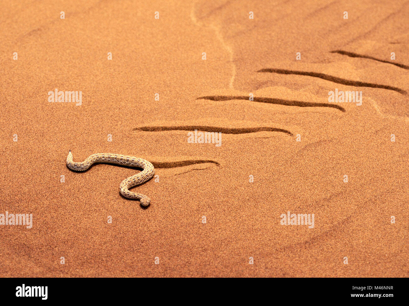 Namibia. Namib Wüste. Sossusvlei. Sanddünen. Peringuey Addierer (Sidewinder) (Bitis peringueyi). Schlange, die sich auf Sand. Stockfoto