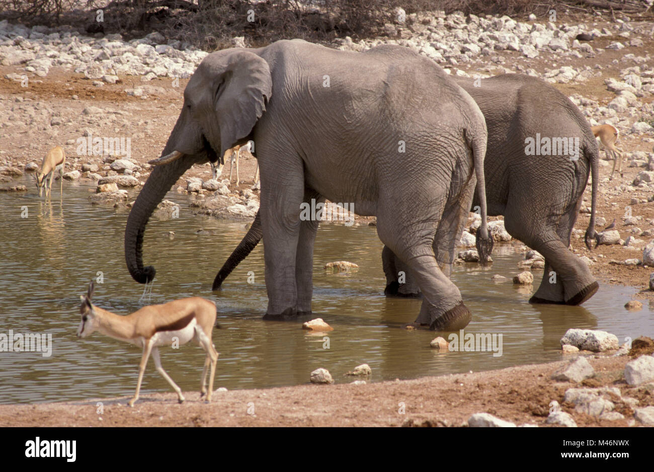 Namibia. Etosha National Park. Okaukuejo Camp. Wasserloch. Elefanten und Dorkas gezelles trinken. Stockfoto