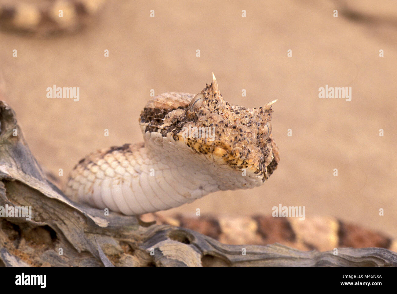 Namibia. Namib Wüste. Sossusvlei. Sanddünen. Horned adder (bitis caudalis). Stockfoto