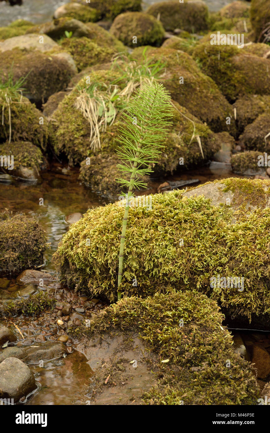 Große Schachtelhalm, Equisetum telmateia, junger Trieb wächst in einem Stream. Stockfoto
