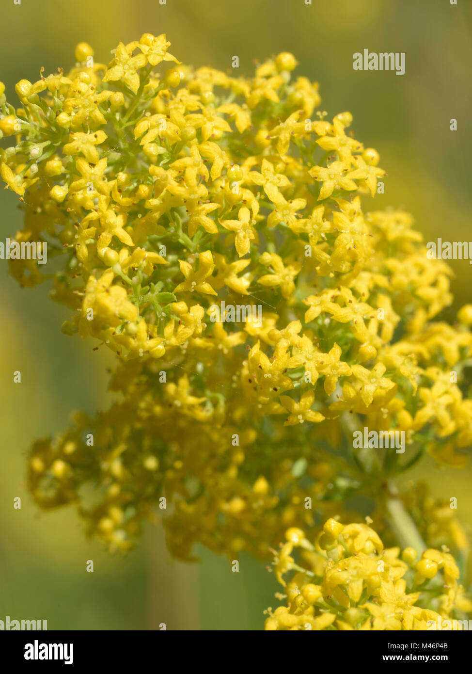 Lady's Labkraut, Galium verum Stockfoto