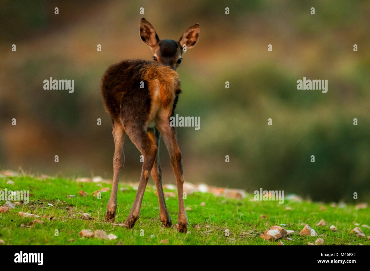 Hirsch (Cervus elaphus) gedreht in Spanien. Stockfoto