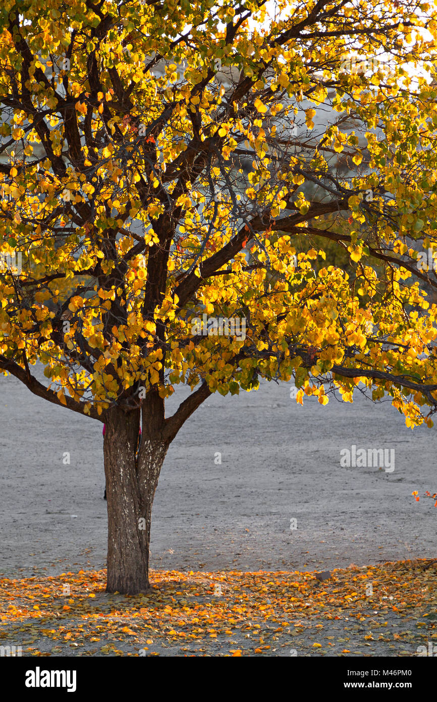 Herbstblätter auf dem einzelnen Baum, Kappadokien, Türkei Stockfoto