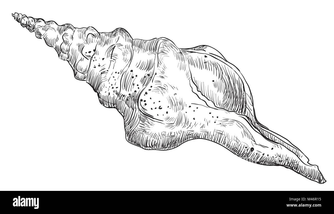 Handzeichnung Spirale seashell. Vektor monochromen Abbildung: seashell auf weißem Hintergrund. Stock Vektor