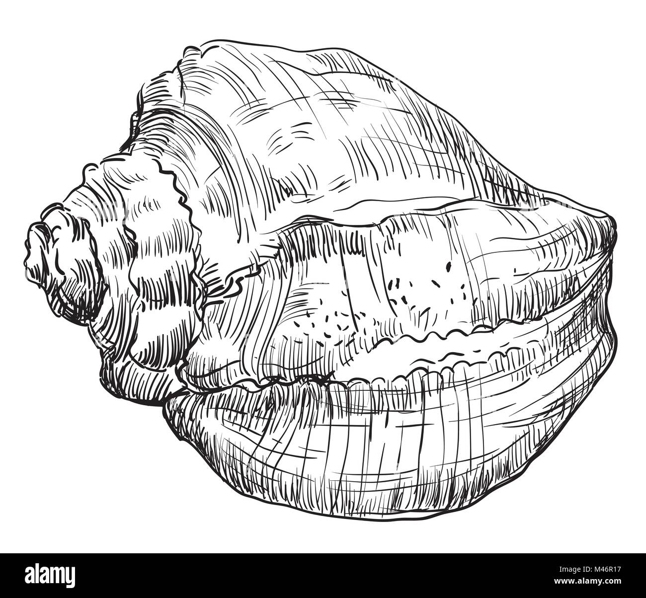 Monochromen vector hand Zeichnung Abbildung: Muschel, Muschel in schwarzer Farbe auf weißem Hintergrund. Stock Vektor