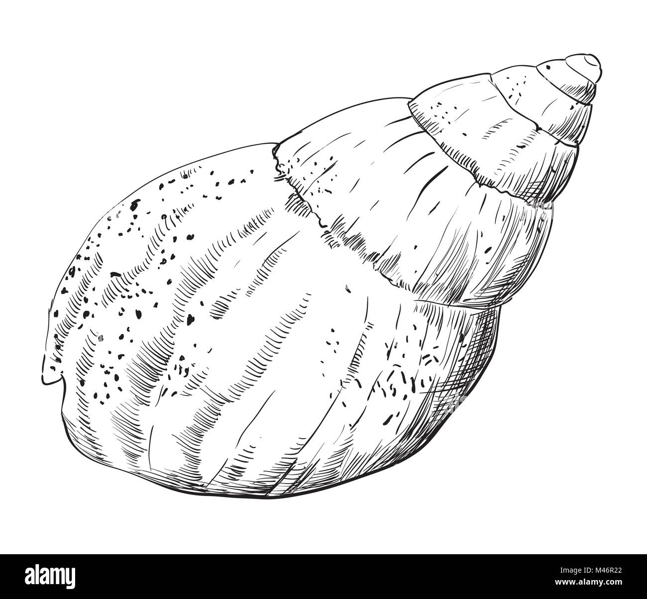 Handzeichnung seashell. Vektor monochrome Darstellung der Muschel in der Farbe Schwarz (Muschel) isoliert auf weißem Hintergrund. Stock Vektor