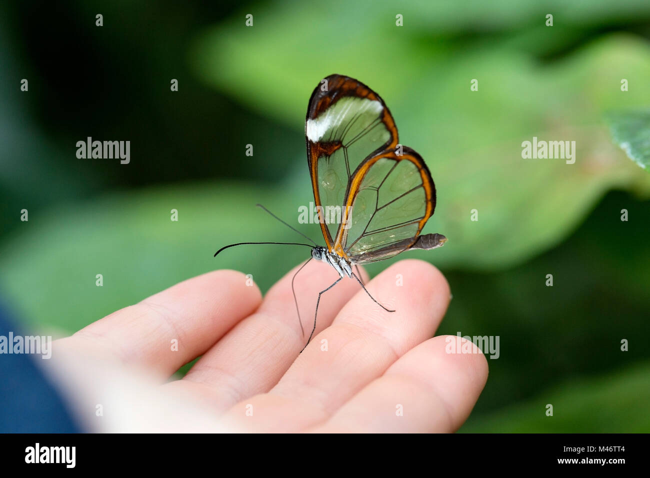 Transparente Schönheit Schmetterling Stockfoto