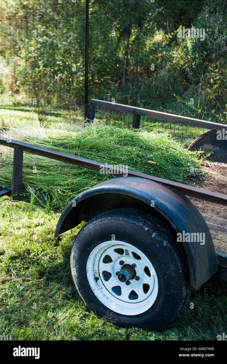 Geernteten Flachs in der Rückseite einer Farm Lkw gesammelt. Stockfoto